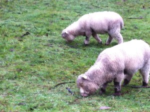 Another friend on the Warby Trail