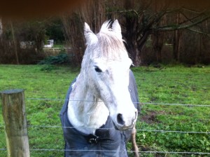 Friend from the Warby Trail