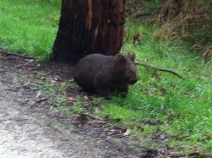 Wombat on the Warby Trail
